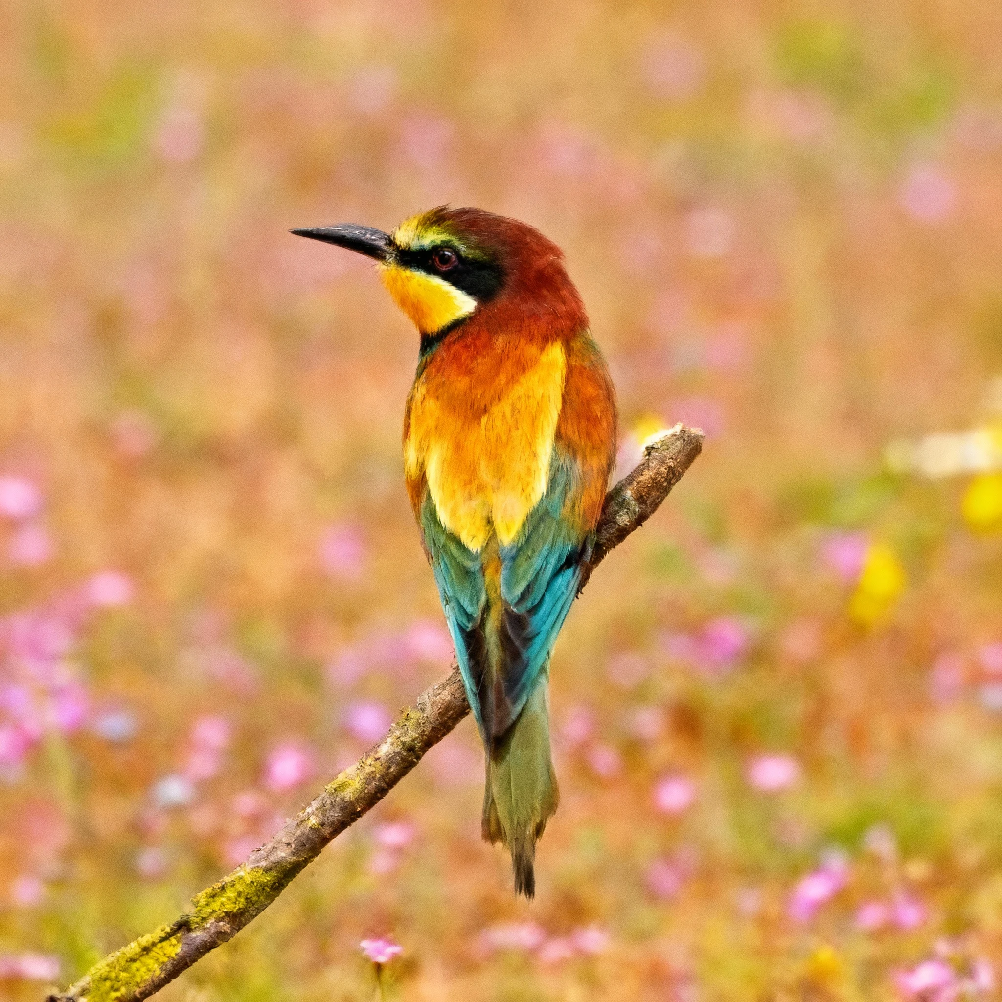 AI Photo Enhance - AI-generated image using Seedream 4.0
