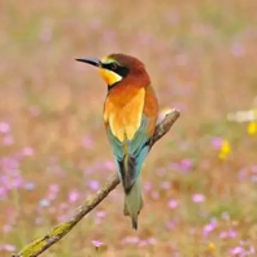 AI Photo Enhance - Original image before Seedream 4.0